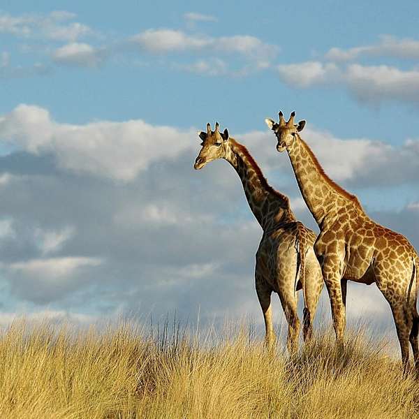 South Africa for Families