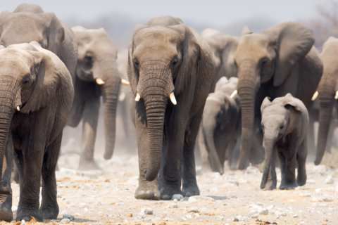 African Safari Tours