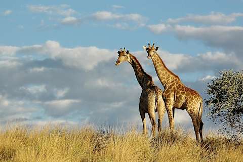 South Africa for Families
