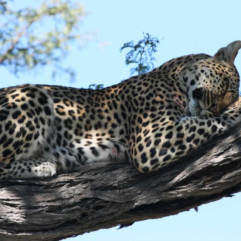 Leopard - Chobe National Park