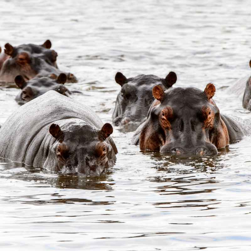 Hippo - Chobe National Park