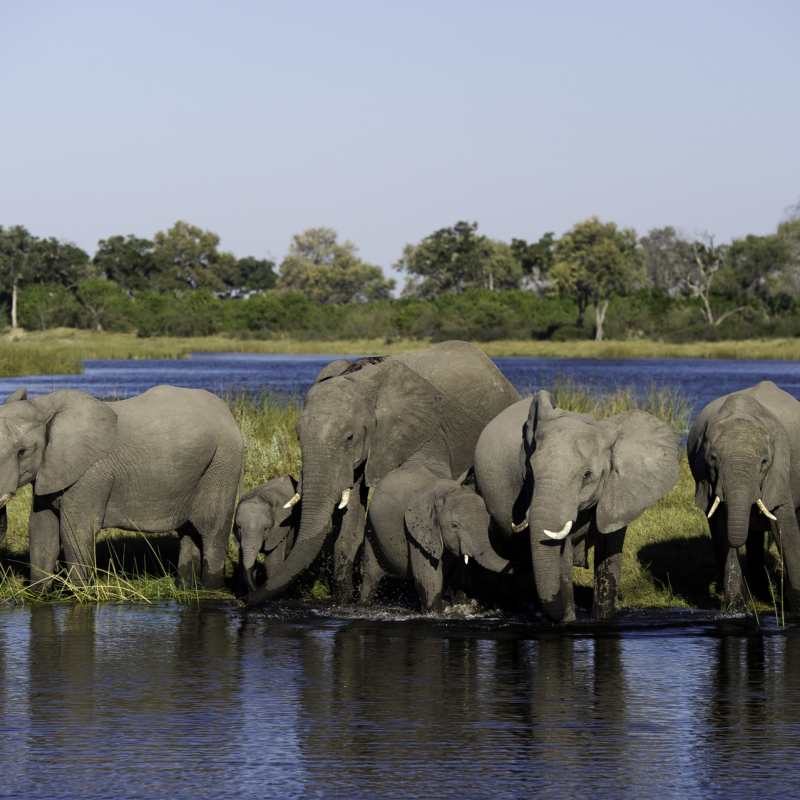 Elephants - Linyanti