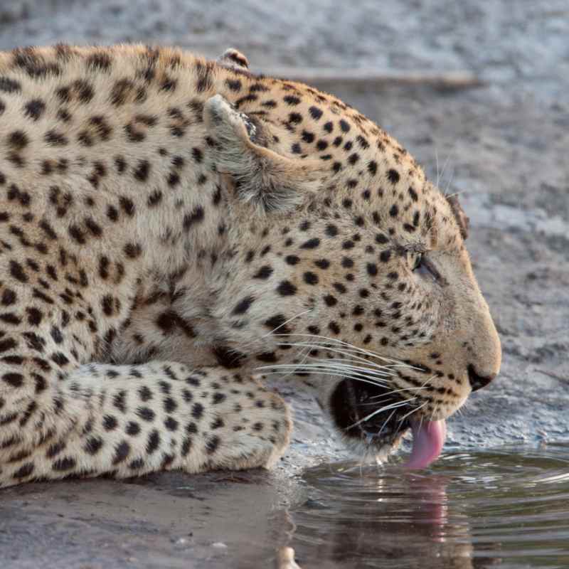 Leopard drinking - Linyanti 
