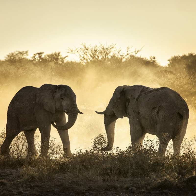 Elephants - Makgadikgadi and the Kalahari