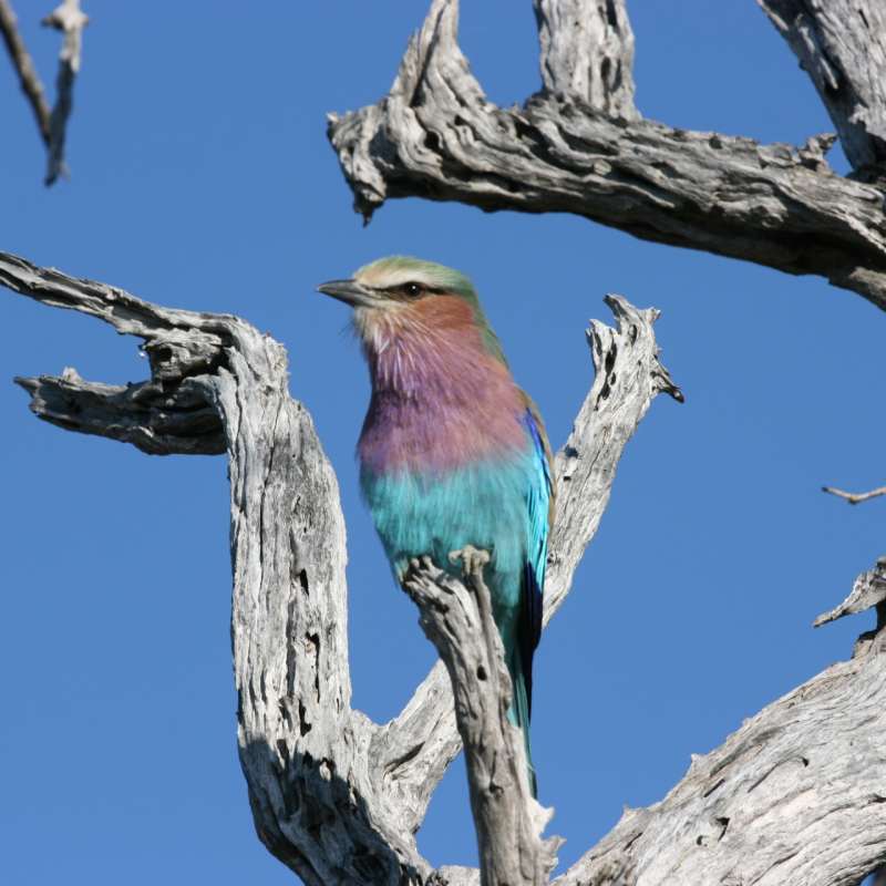 Bird - Okavango Delta and Moremi