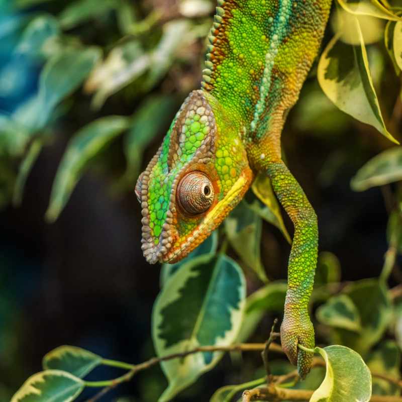 Chameleon - Central Madagascar