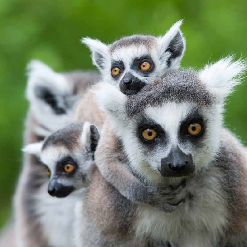 Lemur - Central Madagascar