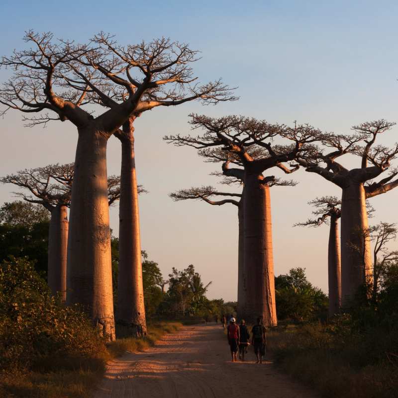Trees - Central Madagascar