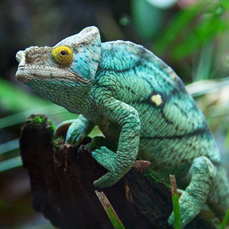 Chameleon - Eastern Madagascar