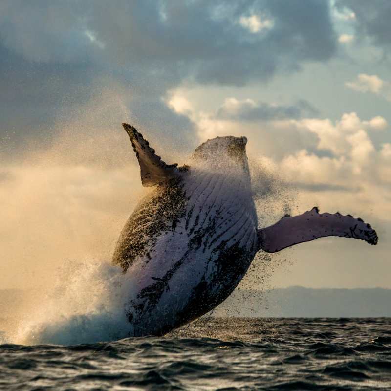 Whale - Eastern Madagascar