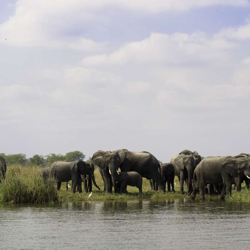 Liwonde National Park