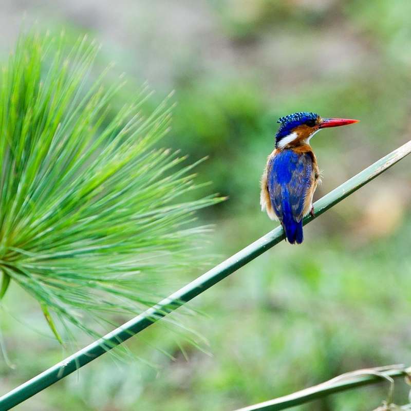 Malachite Kingfisher at Majete