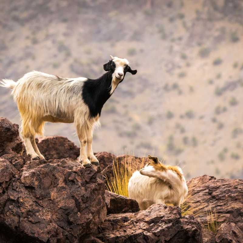 Mountain Goat 