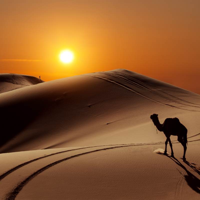 Camel at sunset - Moroccan desert