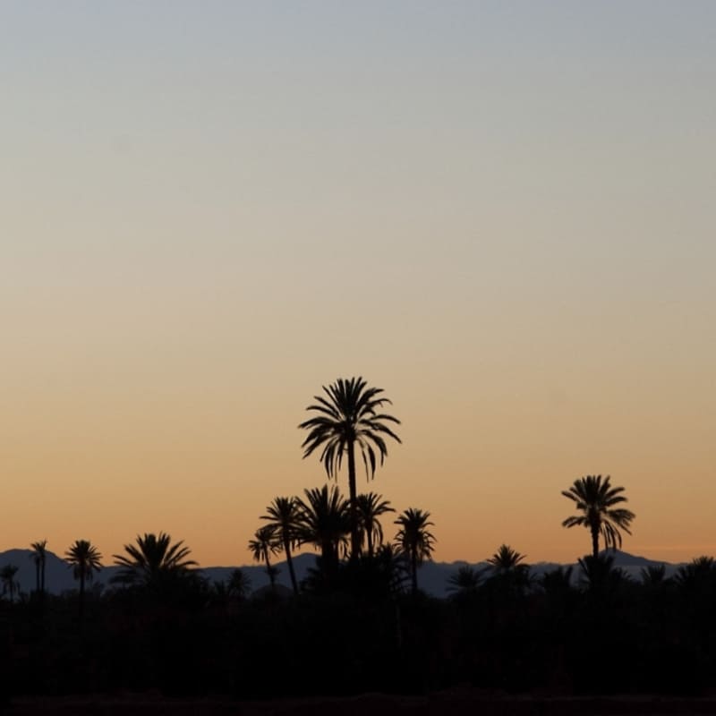 Palmeraie at sunset - Skoura