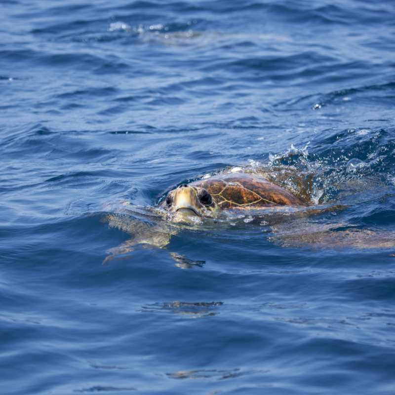 Turtle - Mozambique