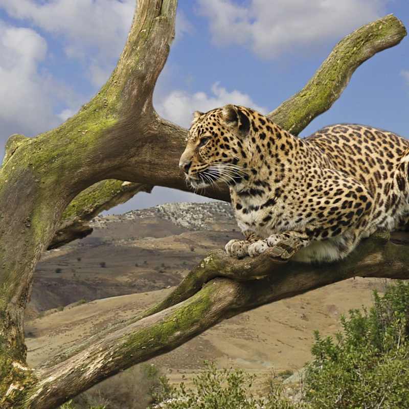 Leopard - Kilimanjaro