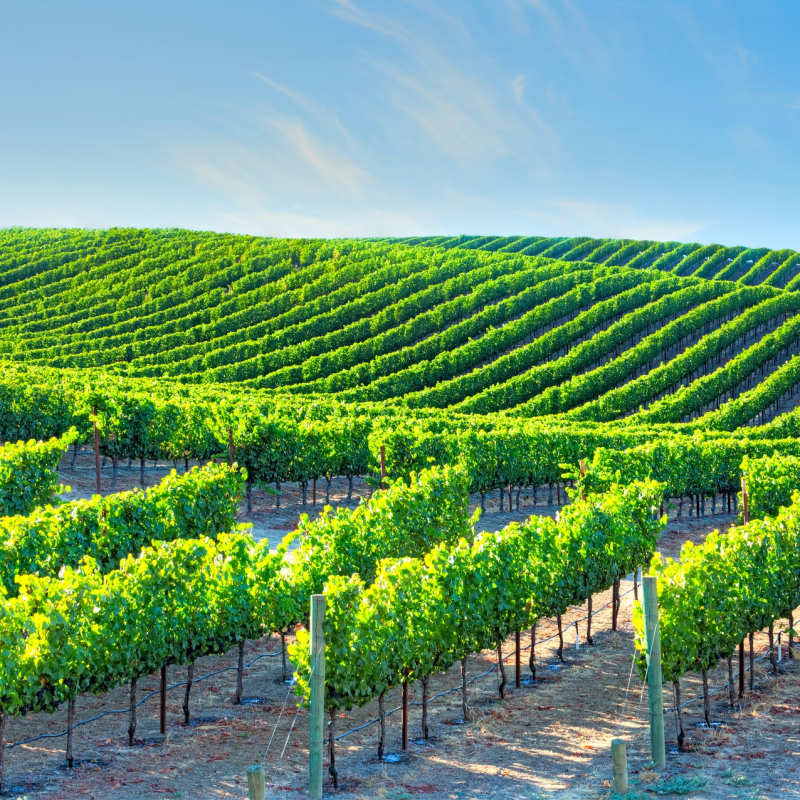 Napa Valley - California
