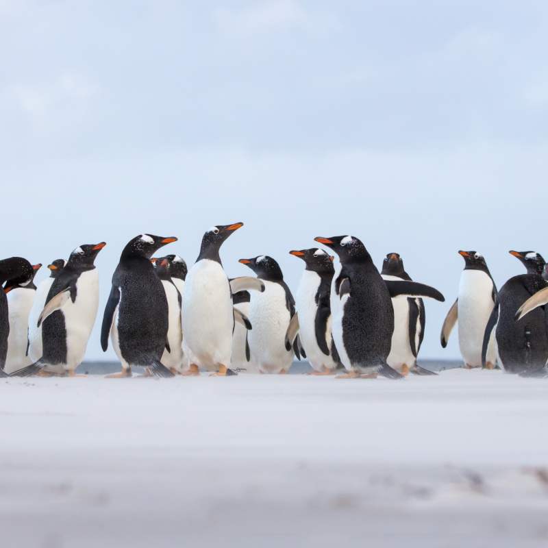 Gentoo Penguins 