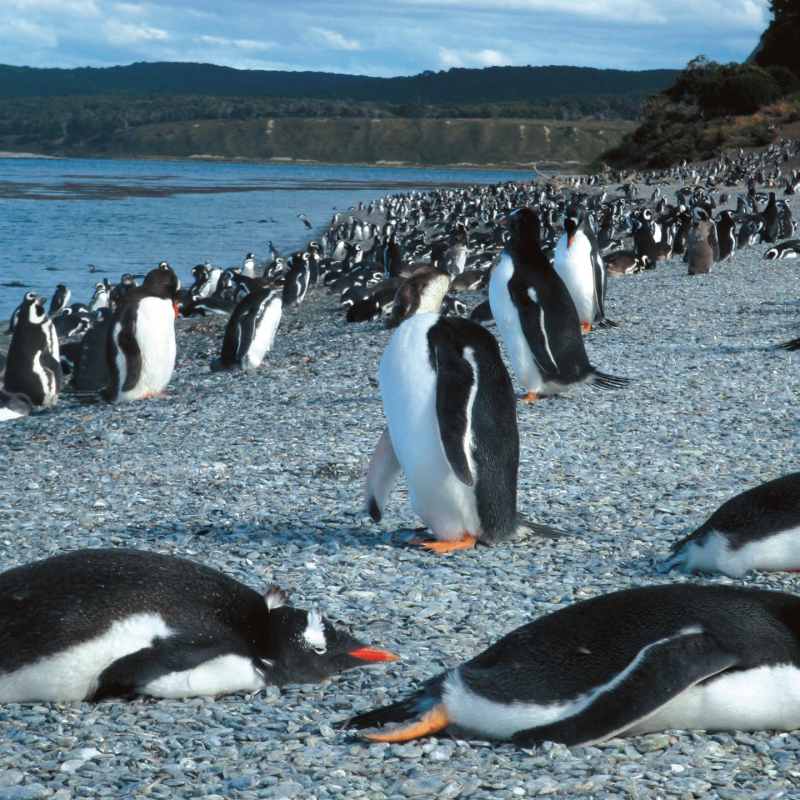 Penguins - Arakur Ushuaia