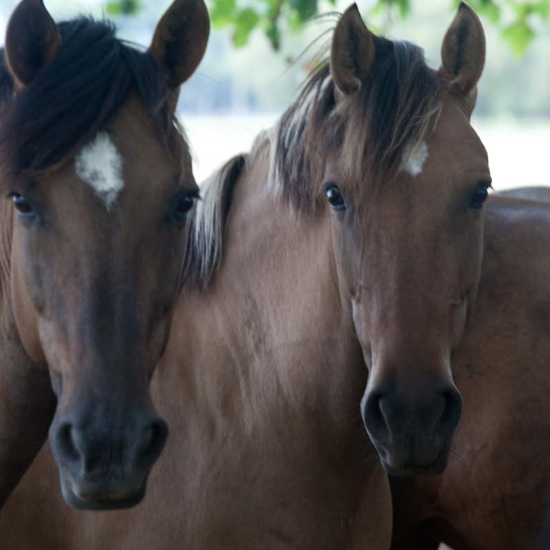 Horses