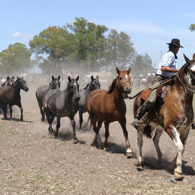 Gaucho lifestyle 