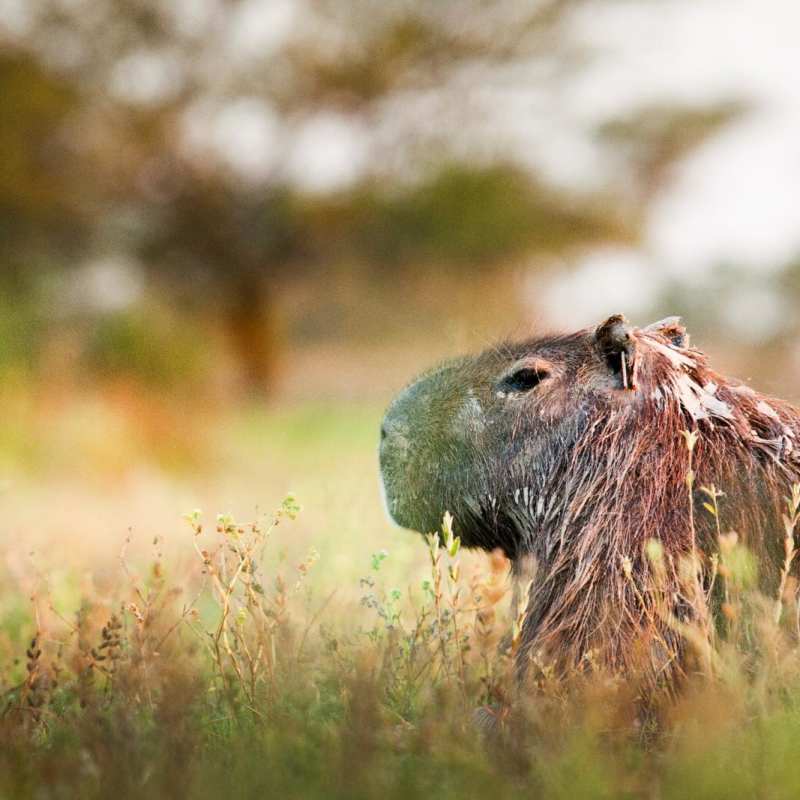 Capybara - Estancia Rincón del Socorro