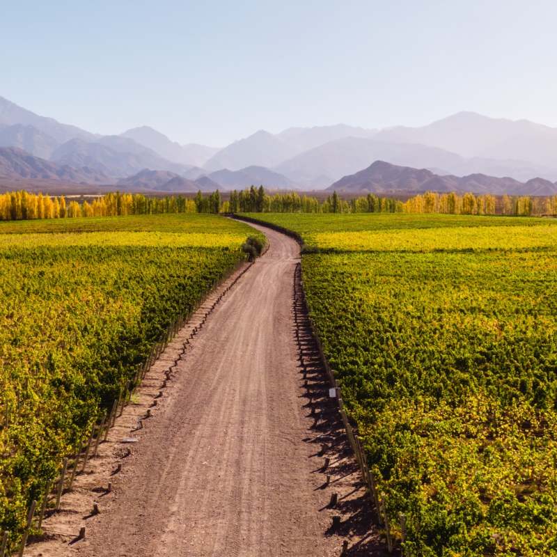 Vineyards - Mendoza 