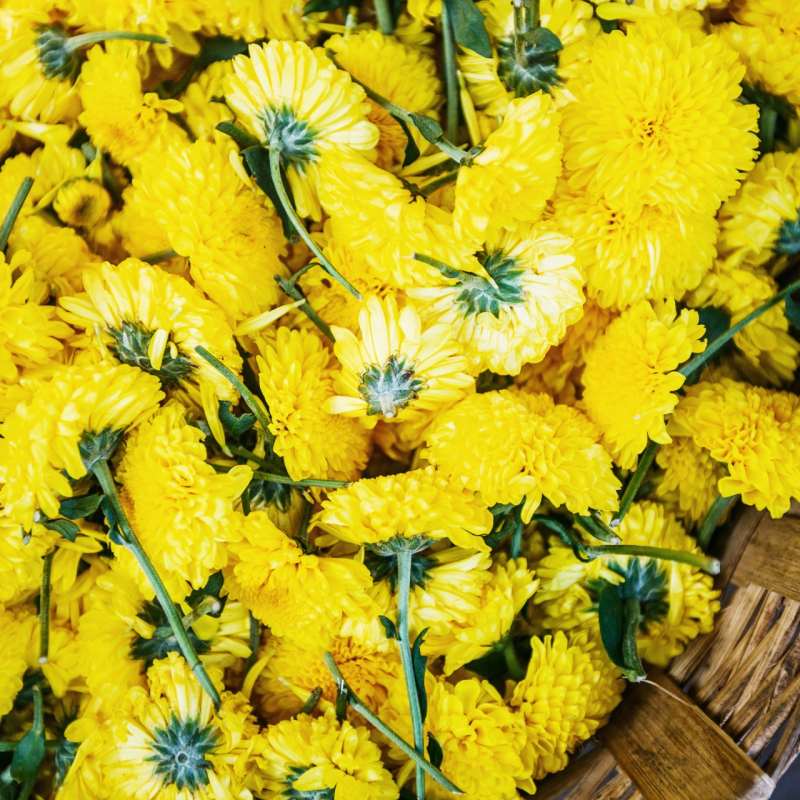 Colourful India - Tamil Nadu