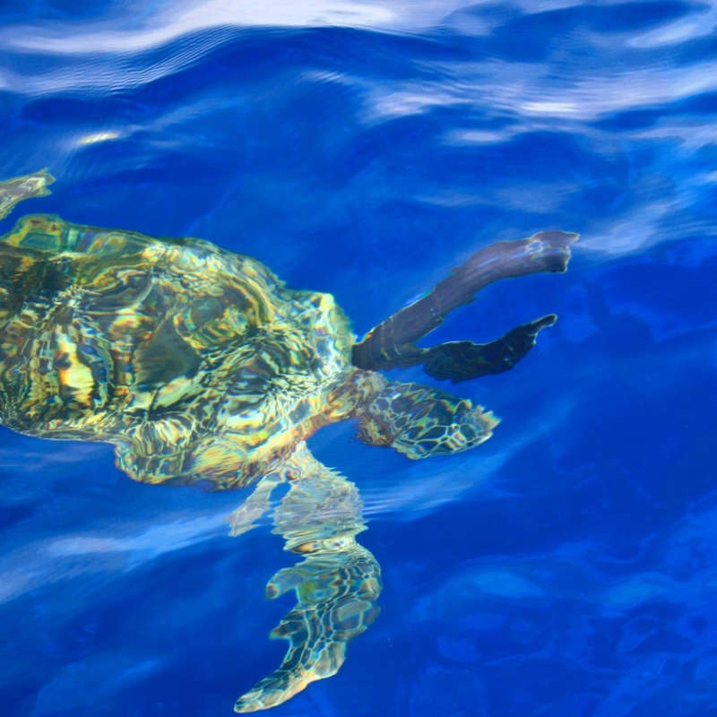 Turtle - Arajilla