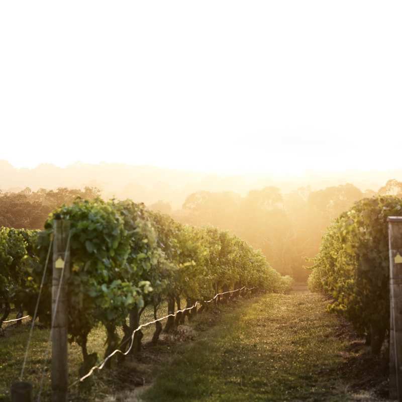 Vineyard - Jackalope Hotel