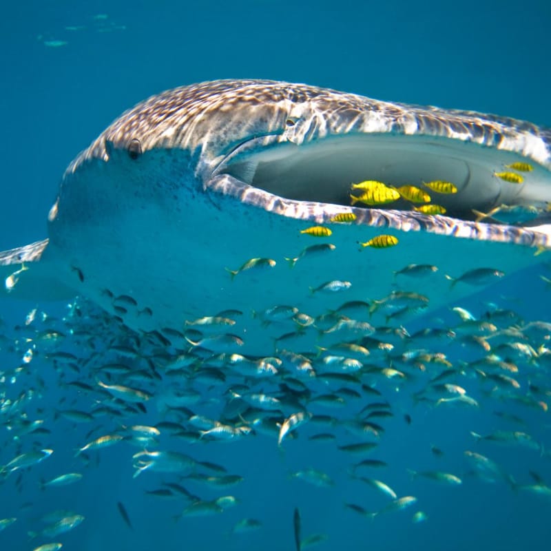 Whale Shark 
