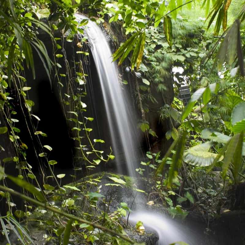 Daintree Rainforest 