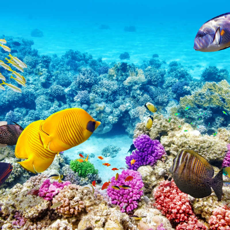 Great Barrier Reef - 