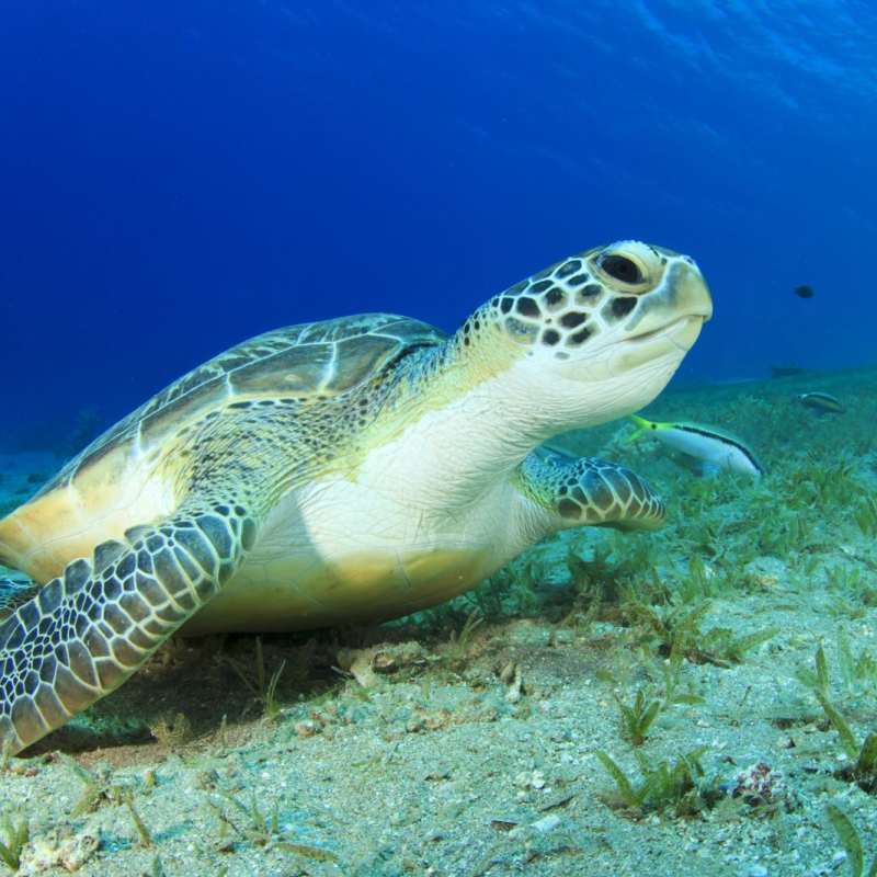 Turtle - Dive into Belize