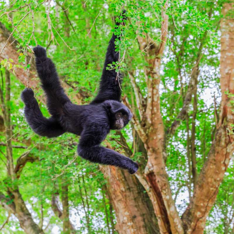 Monkey - Guatemala, Belize & Mexico for the Family
