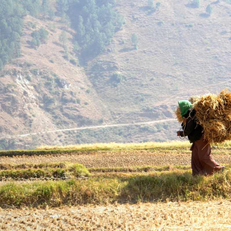 Woman in Rice Fields in Paro 