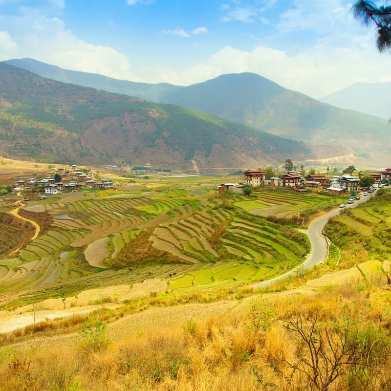Rice Terraces in Punakha