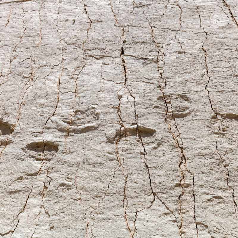 Dinosaur footprints - Bolivia in Depth 