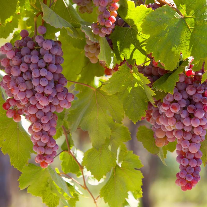 Grapes - Atacama to Lake Titicaca