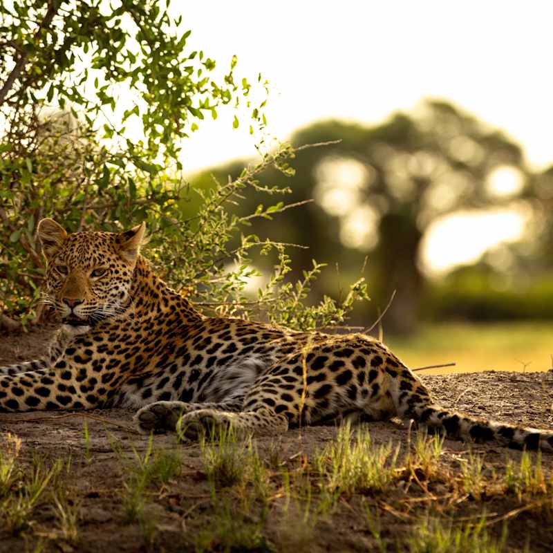 Leopard 
