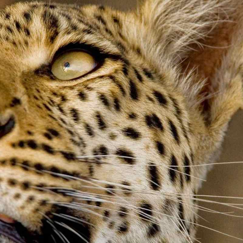 Leopard - Zarafa Camp