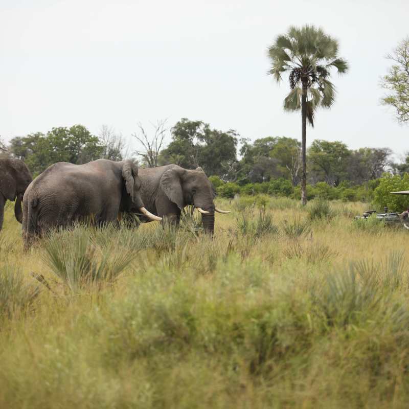 Game drive with elephant