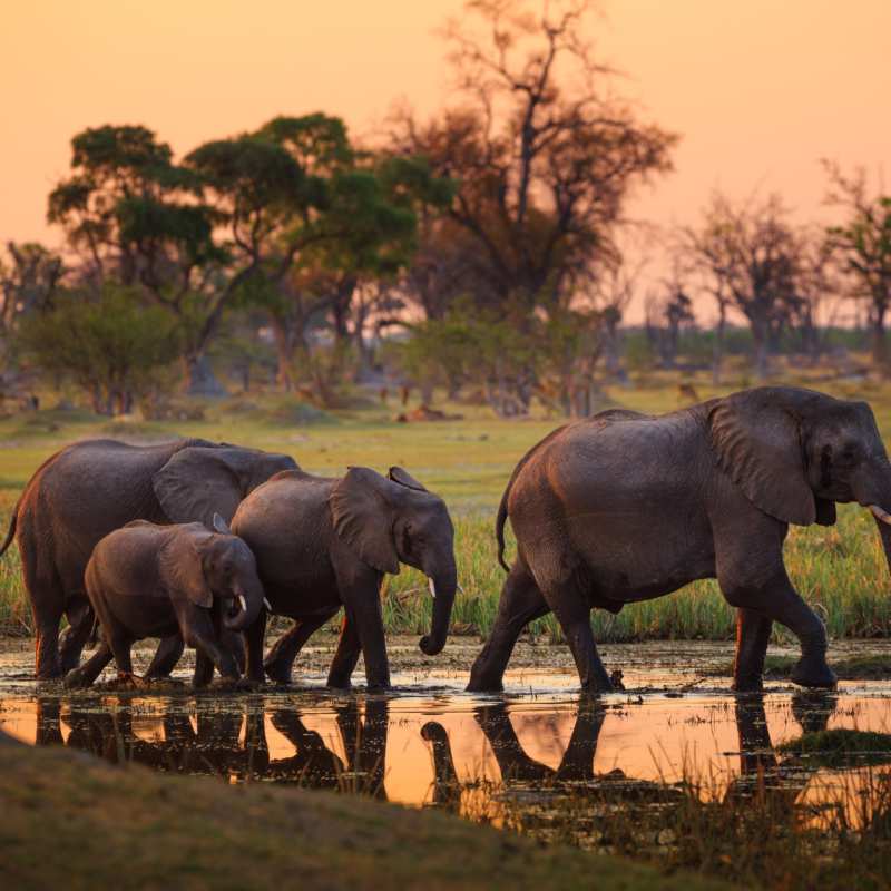 Elephants in the Delta - Essential Botswana