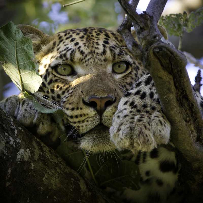 Vumbura leopard - Southern Africa Uncovered
