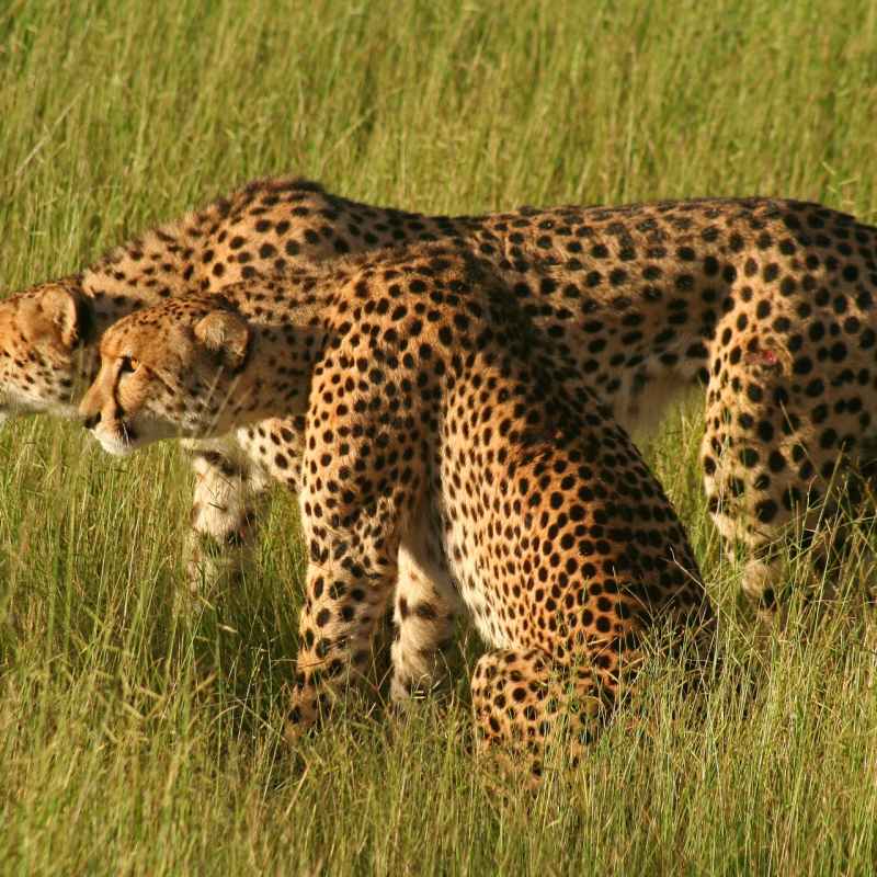 Cheetah - Discover the Okavango Delta