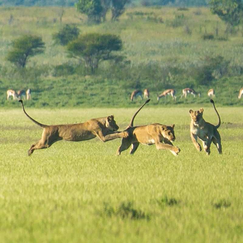 Lion in the Kalahari in Green Season  