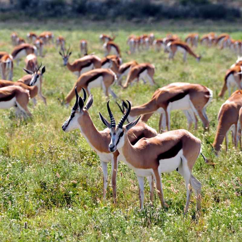 Springbok in the Kalahari 