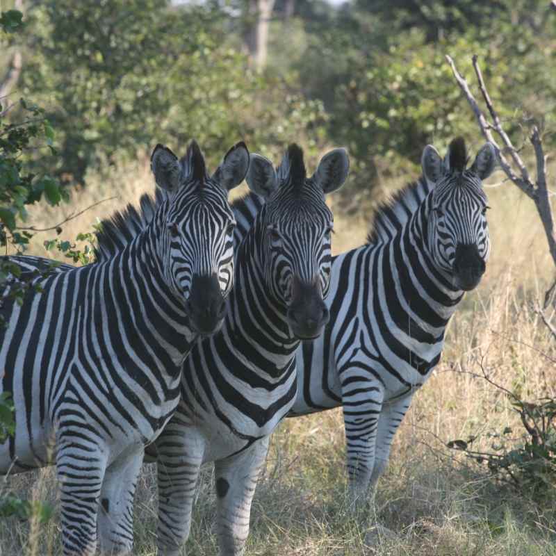 Botswana wildlife 