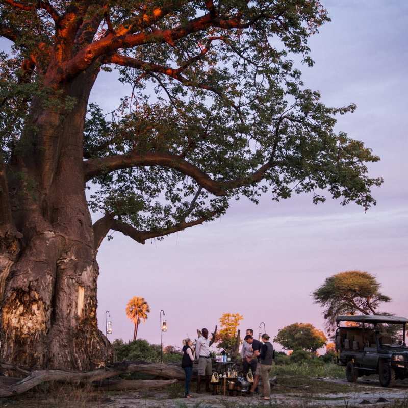 Mombo baobab tree 